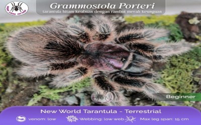 grammostola porteri sling tarantula